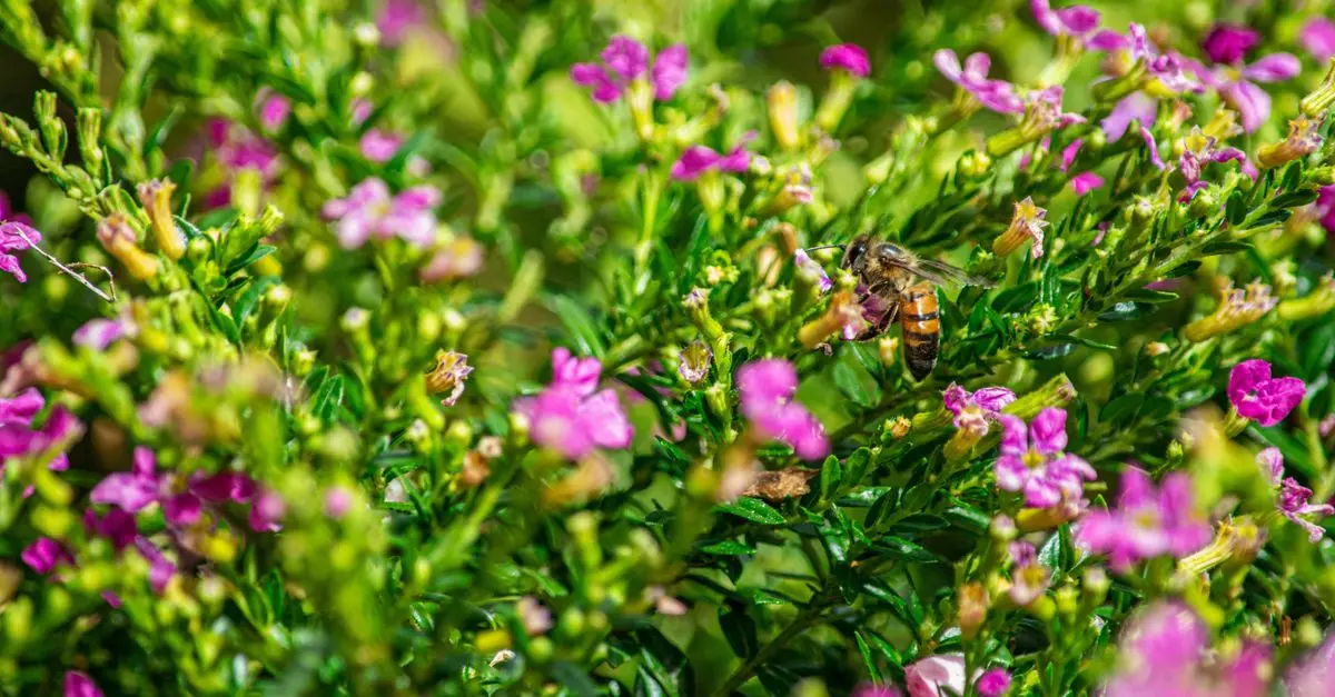 Guide pratique pour créer un jardin adapté à la faune