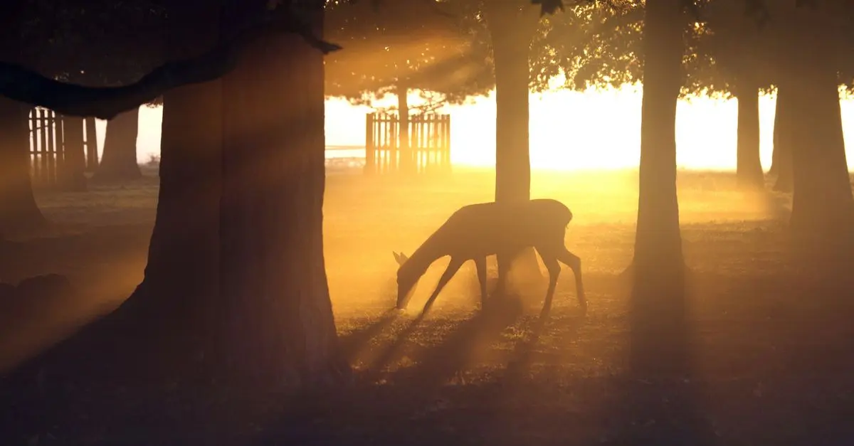 Les meilleures astuces pour photographier la faune sauvage