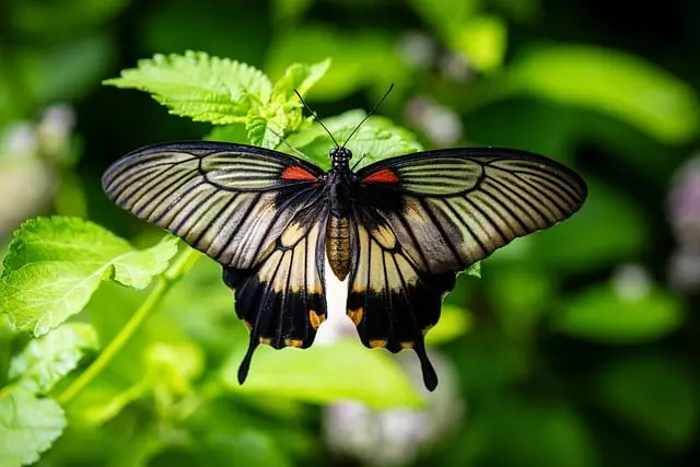 Les meilleures pratiques pour attirer les insectes pollinisateurs