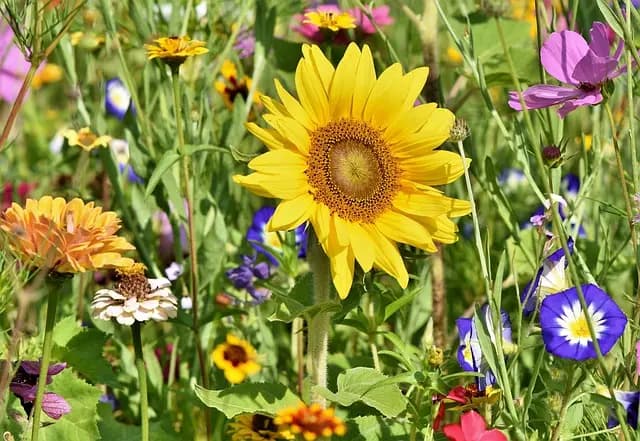 Comment créer un jardin naturel pour attirer les pollinisateurs
