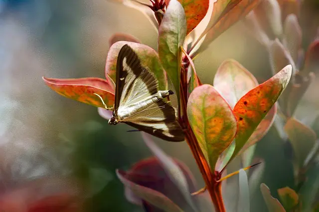 10 Plantes Indigènes à Intégrer dans Votre Jardin