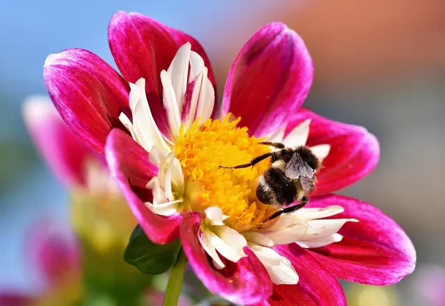 Les meilleures pratiques pour attirer la faune dans votre jardin