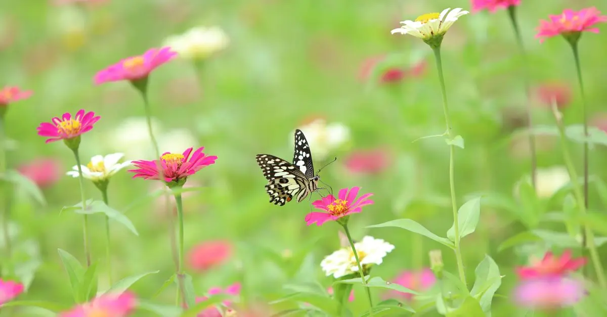 Les meilleures pratiques pour attirer les pollinisateurs dans votre jardin