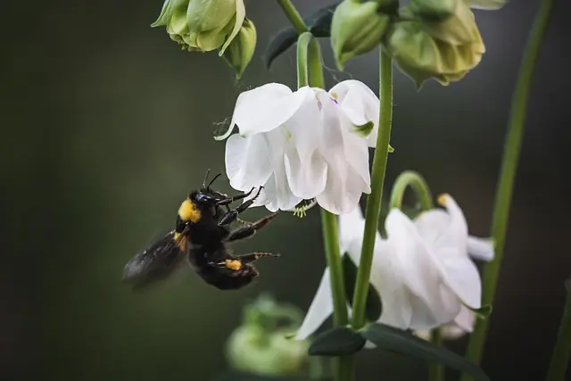 Comment intégrer des plantes indigènes pour favoriser la biodiversité
