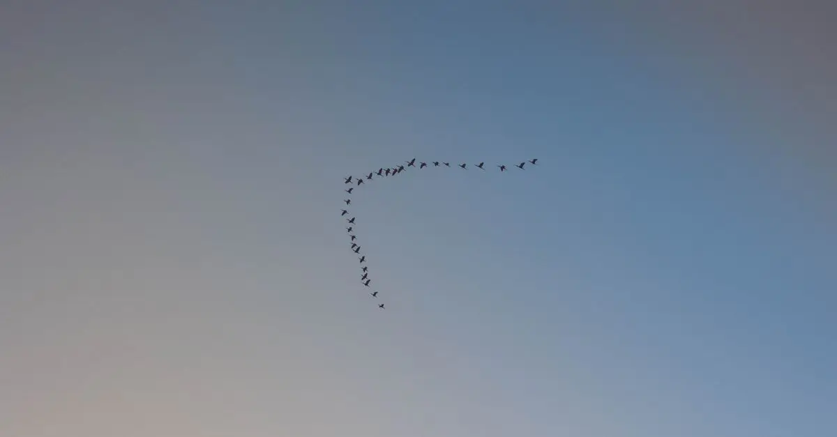 Les oiseaux migrateurs: comprendre leurs voyages fascinants