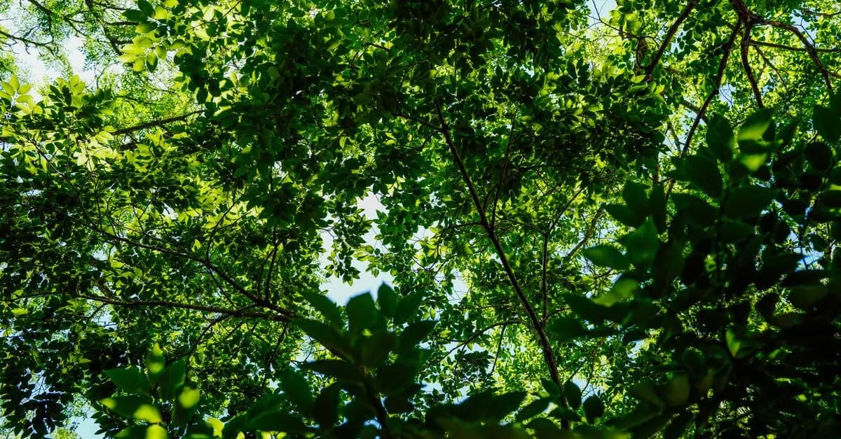 Les bienfaits du bain de forêt sur le bien-être