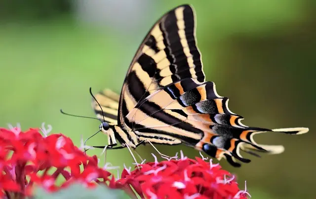 Les meilleures plantes pour créer un jardin attractif pour la faune