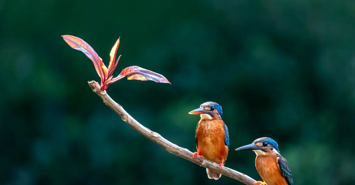 Les indispensables pour observer les oiseaux en pleine nature