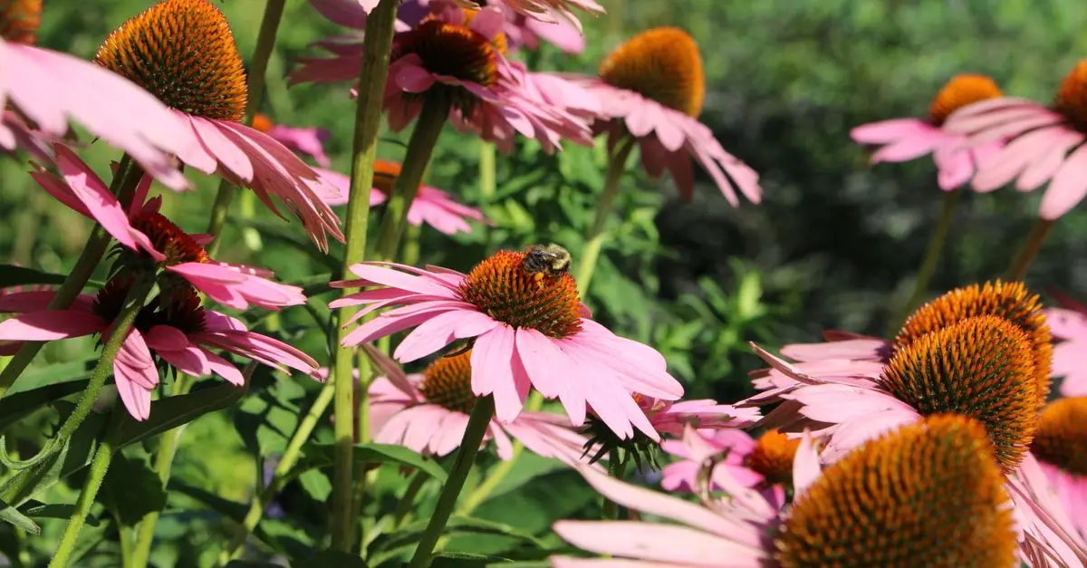 Comment créer un jardin naturel pour accueillir la faune