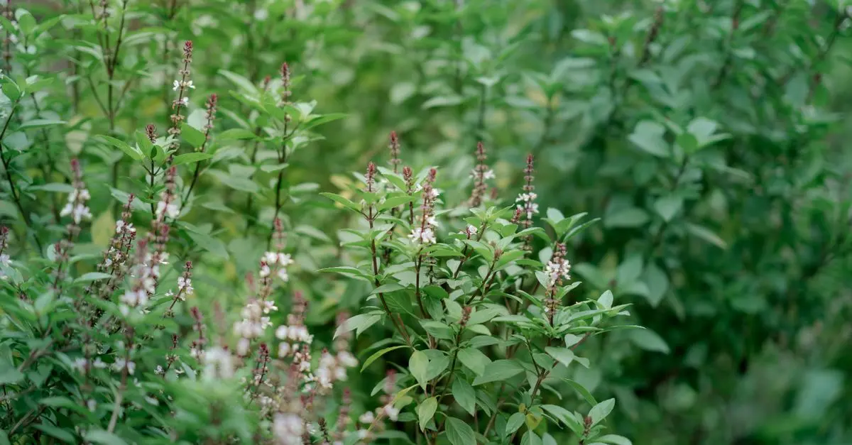 Guide complet sur les plantes médicinales à connaître