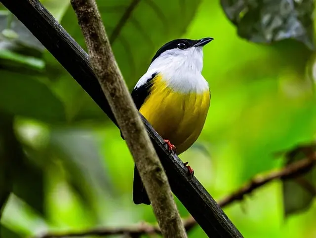 Les bienfaits de la photographie nature pour la conservation