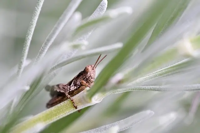 Comment créer un jardin naturel pour la faune