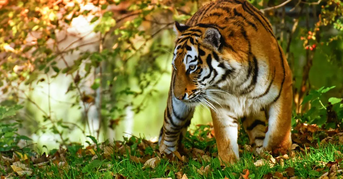 Les animaux en danger à connaître absolument