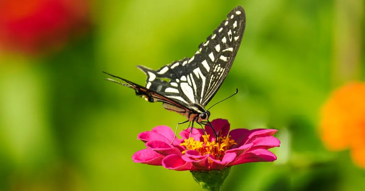 Comment attirer les pollinisateurs dans votre jardin