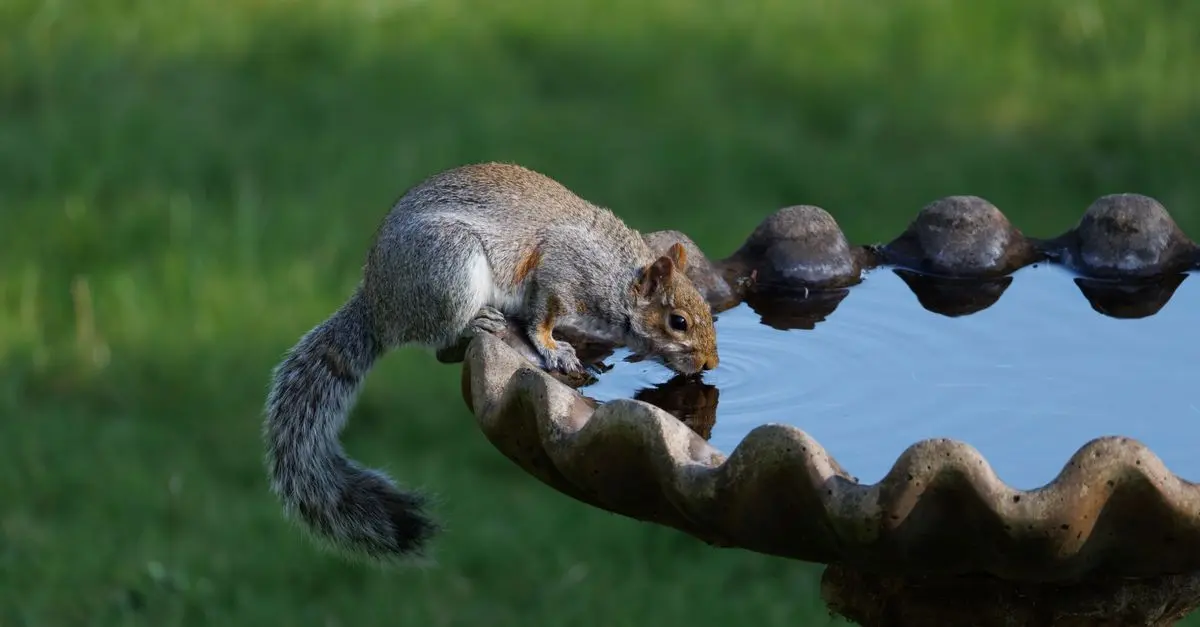 Comment créer un mini jardin pour attirer la faune