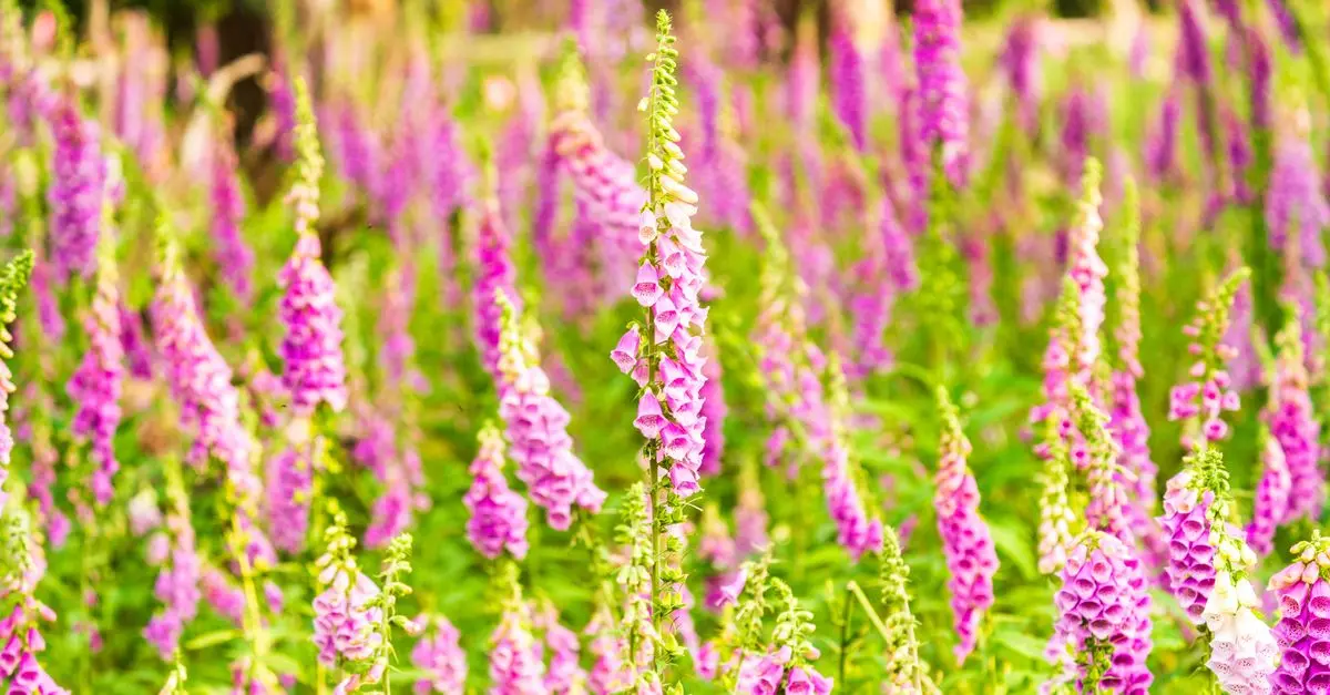 Comment attirer les pollinisateurs dans votre jardin