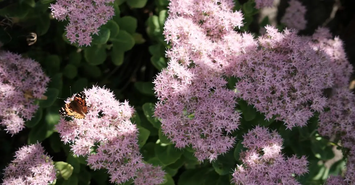Comment créer un jardin pollinisateur pour soutenir la faune
