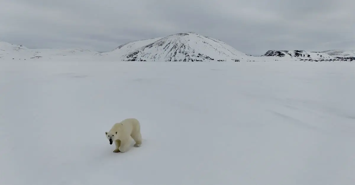 Comprendre l'impact des changements climatiques sur les animaux