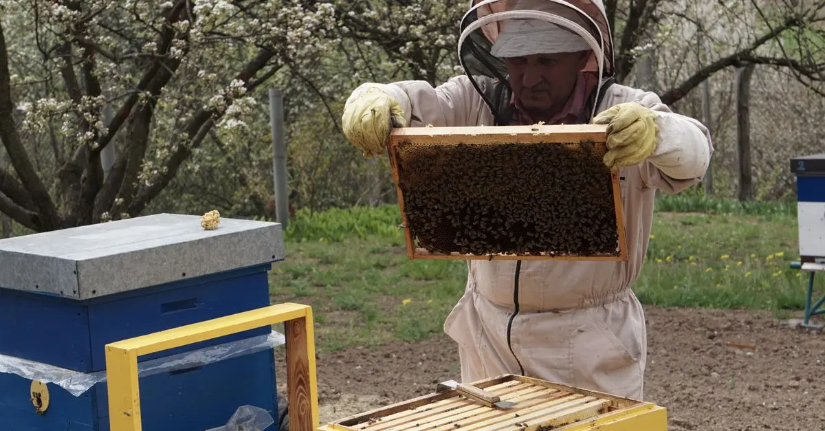 Les bases pour débuter en apiculture