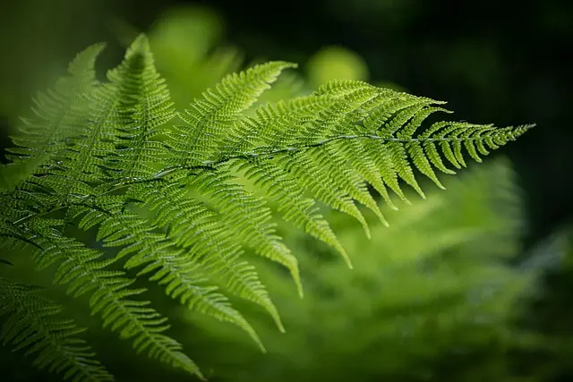 Comment construire un abri pour la faune dans votre jardin