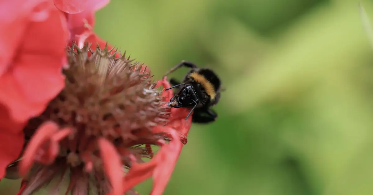 Les abeilles: pourquoi sont-elles essentielles à notre survie?