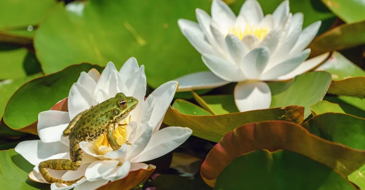 Comment attirer les grenouilles naturellement dans votre jardin