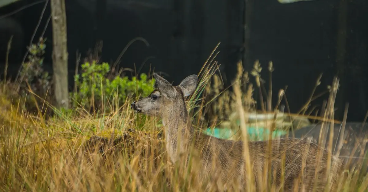 Comment choisir le meilleur matériel pour l'observation de la faune