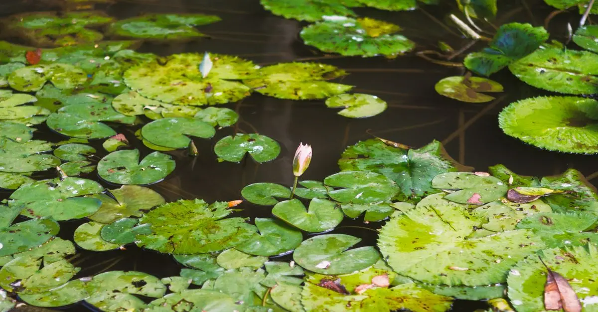 Pourquoi installer une mare dans votre jardin pour la faune