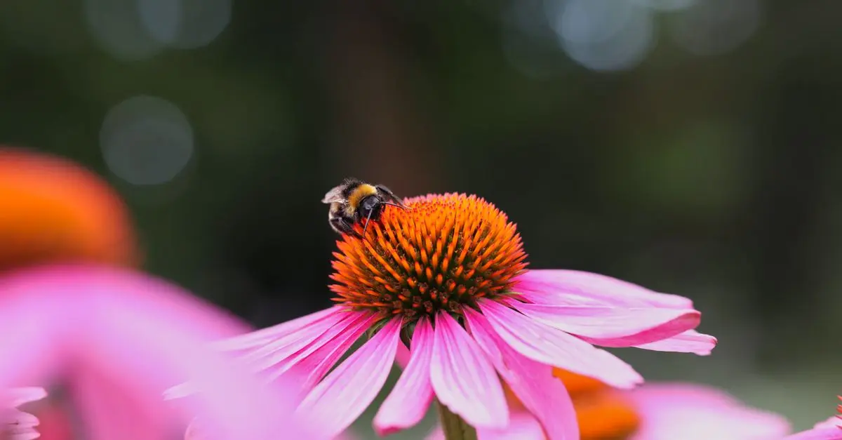 Comment attirer les insectes pollinisateurs dans votre jardin