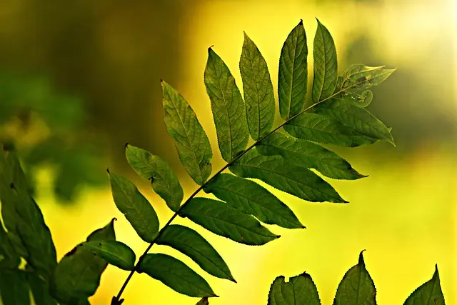 L'importance des abeilles pour notre écosystème