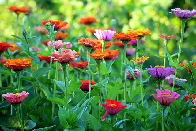 Comment choisir les meilleures plantes pour attirer les pollinisateurs