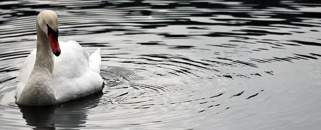 Comment créer un jardin pour attirer les oiseaux