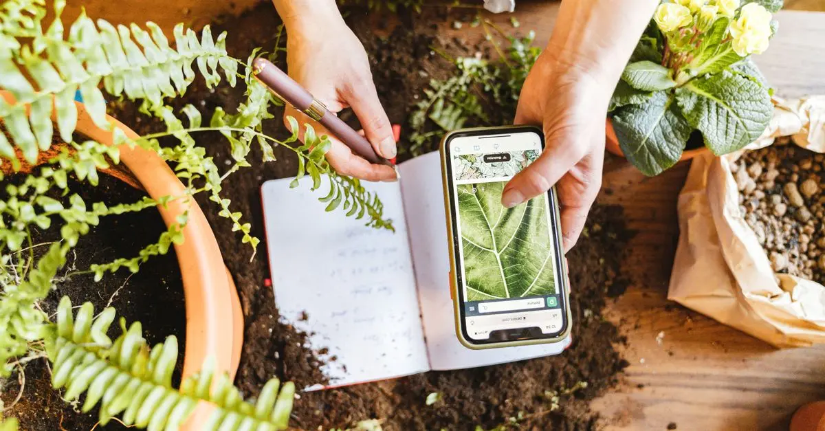 Top 5 des applications pour identifier les plantes