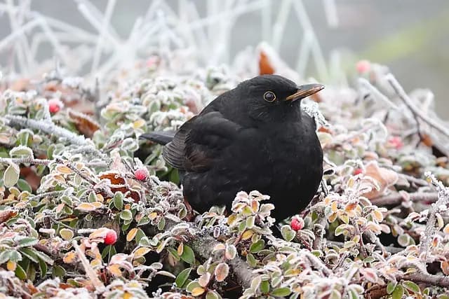 Les 10 meilleures pratiques pour soutenir la faune en hiver