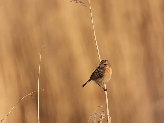 Comment identifier les différents types d'oiseaux en France