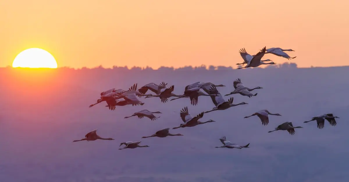 Tout savoir sur les oiseaux migrateurs et leur parcours