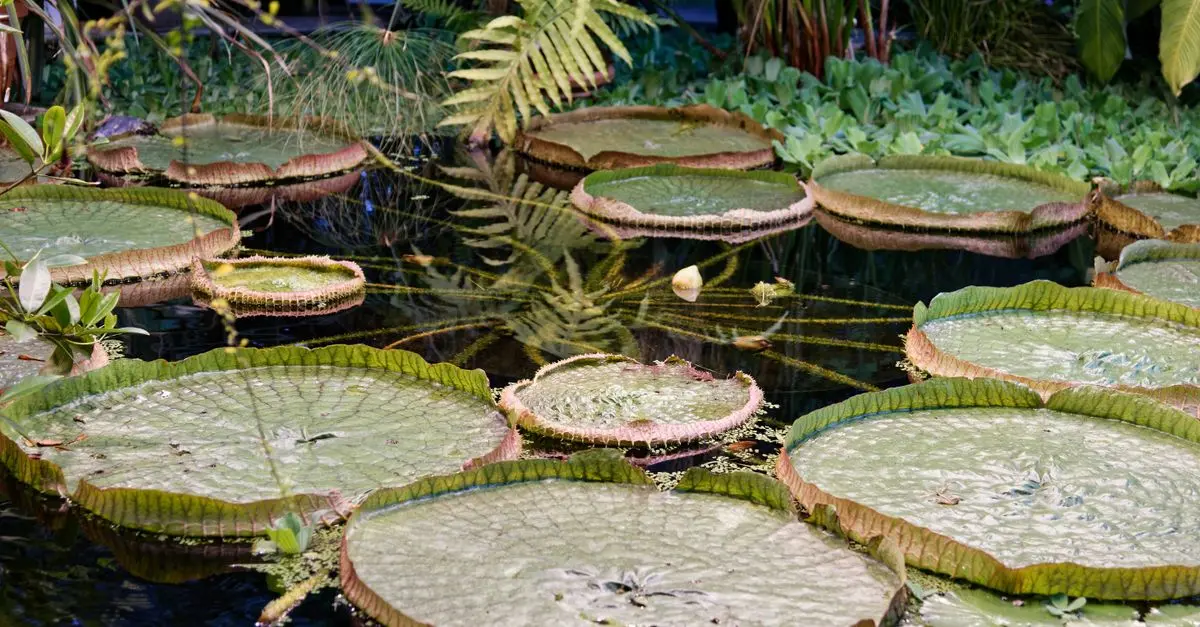 Pourquoi créer un étang naturel dans son jardin