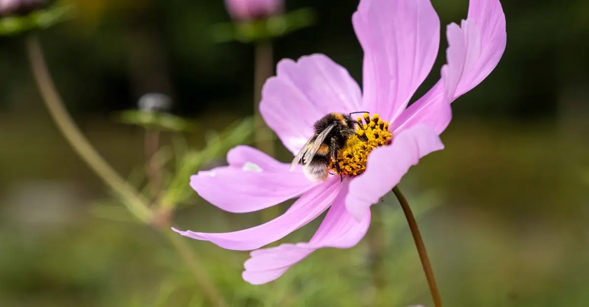 Comment favoriser les abeilles dans votre jardin