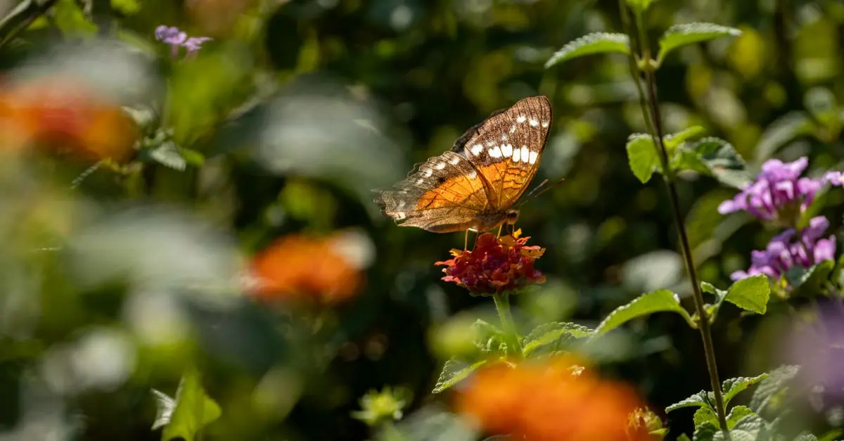 Comment créer un jardin biodiverse pour attirer la faune