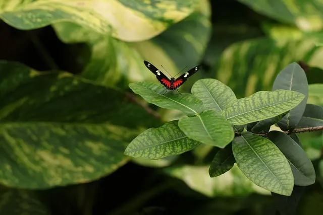 Les bienfaits des refuges pour la faune dans votre jardin