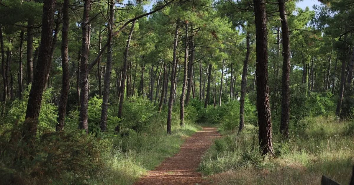 Les meilleures pratiques pour préserver les habitats naturels