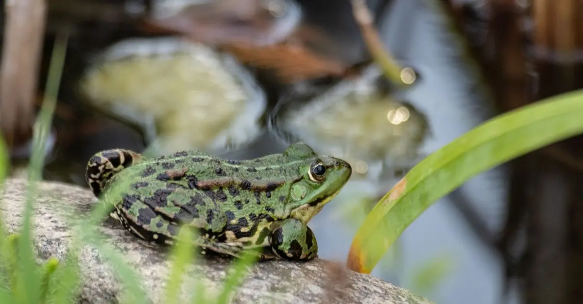 Comparaison des habitats préférés des amphibiens