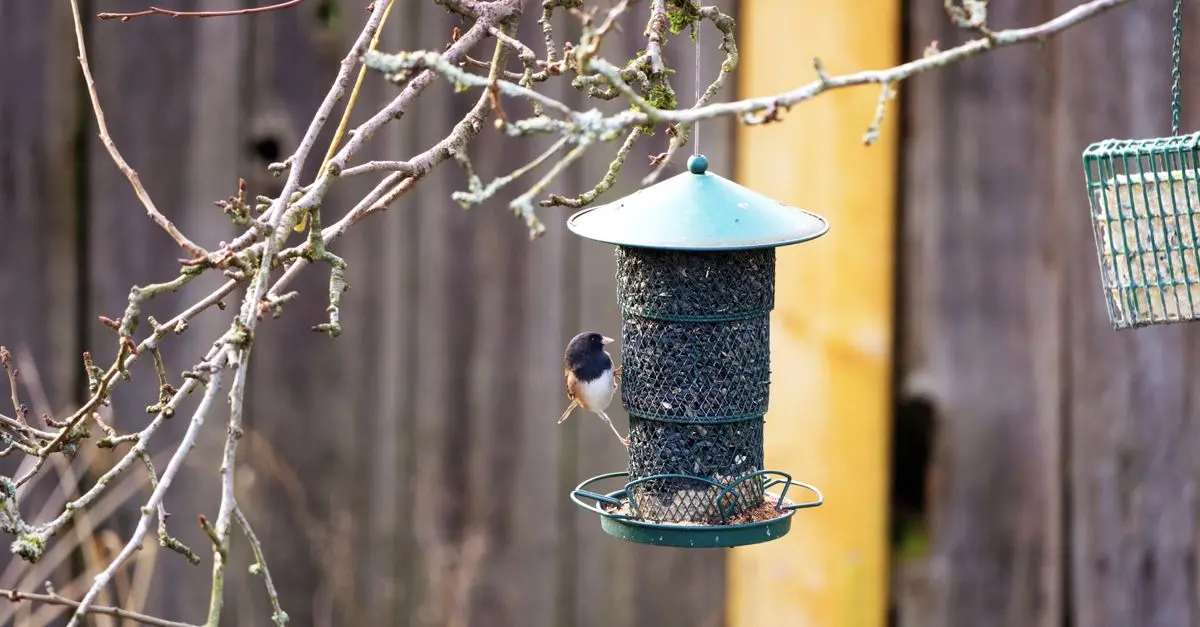 Comment encourager les oiseaux à revenir dans votre jardin
