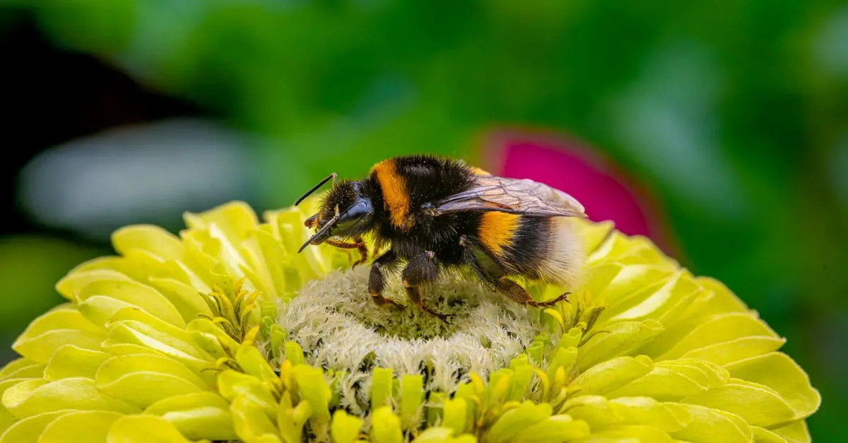 Comment créer un jardin pollinisateur efficace