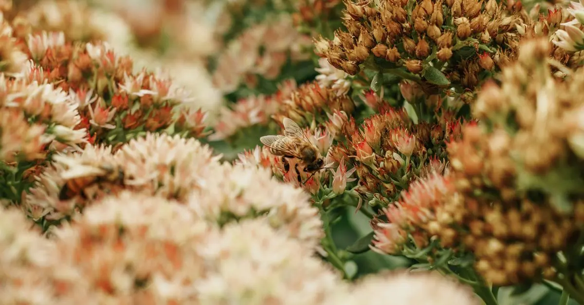Comprendre le rôle des pollinisateurs pour notre écosystème