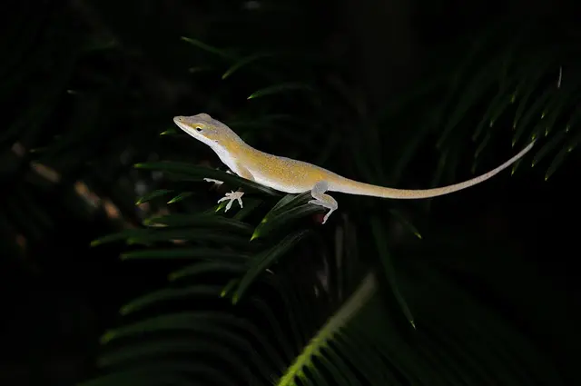 Comment créer un coin sauvage pour la faune dans votre jardin
