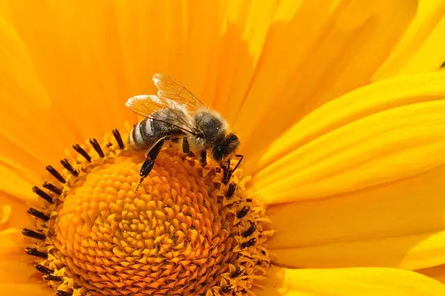 Les secrets des abeilles : pourquoi elles sont essentielles pour notre écosystème