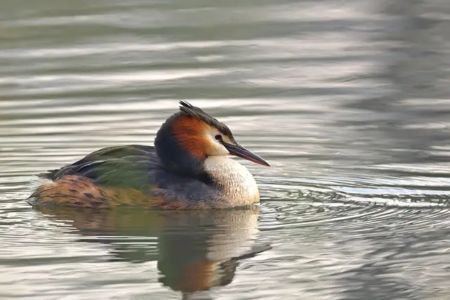 Comment attirer les oiseaux migrateurs dans votre jardin