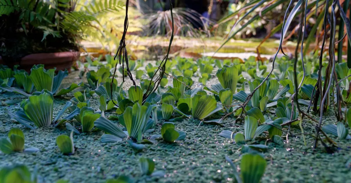 Nos conseils pour créer un étang naturel pour la faune
