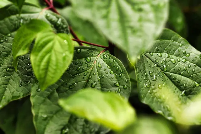 Guide pratique pour protéger votre jardin de la faune sauvage